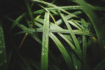 Full frame shot of wet grass