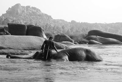 Rear view of man washing elephant in river against mountains during sunny day