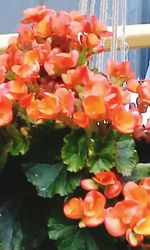 Close-up of red flowers