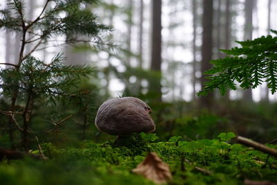 Close-up of pine tree in forest