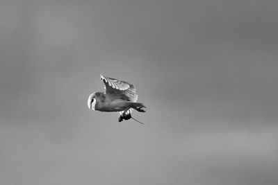 Low angle view of bird flying against sky