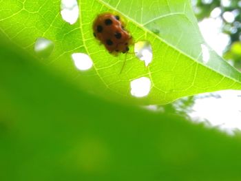 Close-up of ladybug on leaf