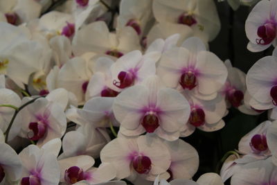 Full frame shot of white flowering plants