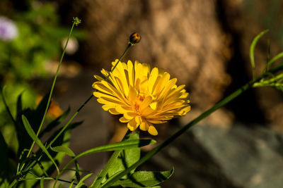 Close-up of yellow flower