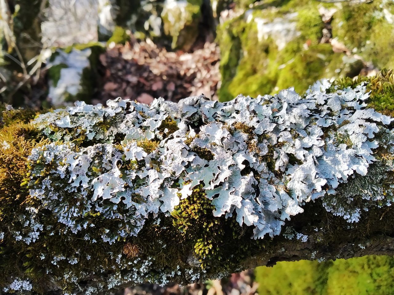 CLOSE-UP OF LICHEN ON ROCK