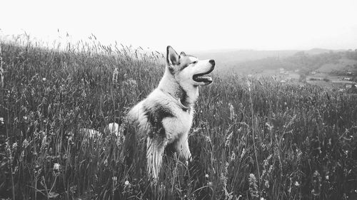 Dog on field against clear sky