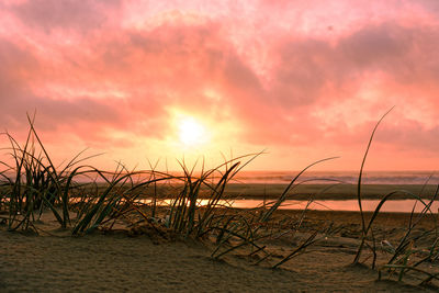 Grass on beach against sky during sunset