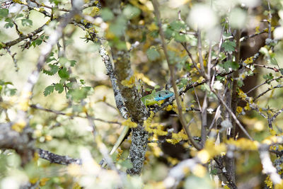 Low angle view of bird perching on tree