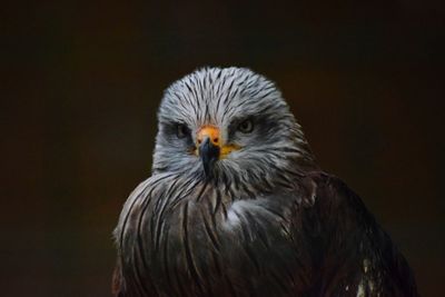 Close-up of owl