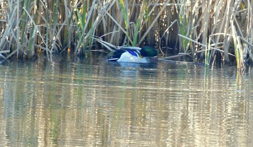 Bird in a lake