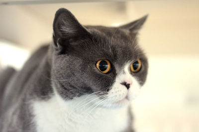 Close-up portrait of cat at home