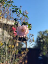 Close-up of pink cherry blossom on tree