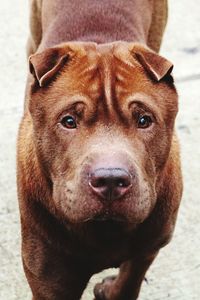 Close-up portrait of dog