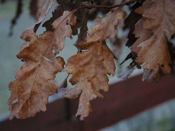 Close-up of dry leaves on snow covered plant