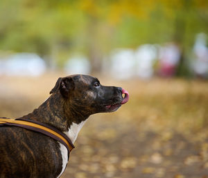 Adult brown american pit bull terrier stands in an autumn park and looks to the side. the 