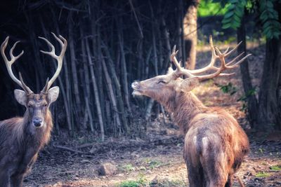 Deer in a forest