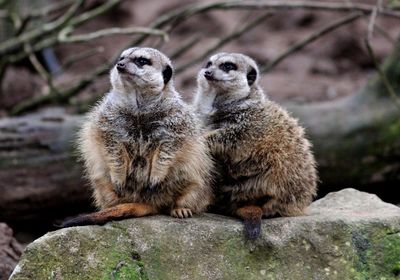 High angle view of meerkats on rock