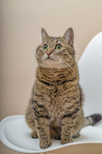 Portrait of a domestic cat sitting on white chair