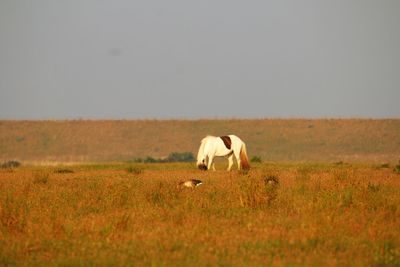 A horse and a goose grassing together on a very hot and dry day in vestamager nature area.