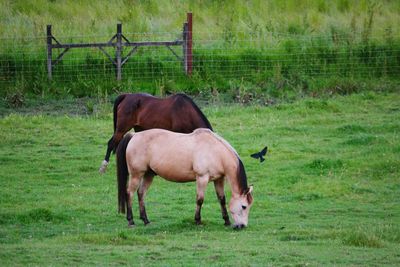 Horses grazing on field