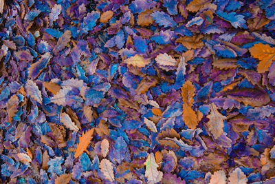 Full frame shot of dry leaves