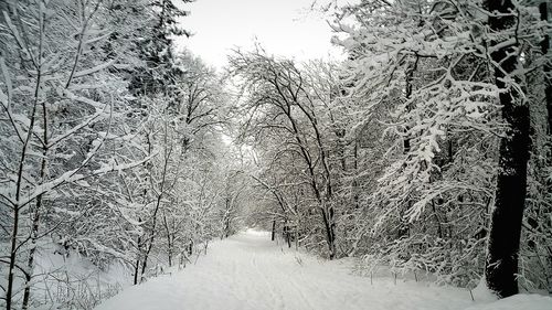 Snow covered bare trees in forest