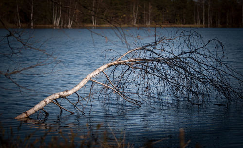 Bare tree by lake in forest