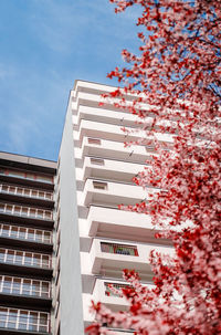 Apartment house in  district on katowice, silesia,  seen through pink flowers of blooming trees .