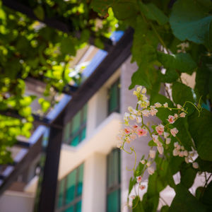 Close-up of plant against house