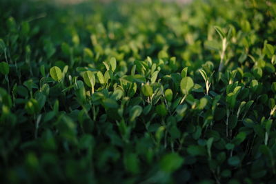 Close-up of fresh green plants