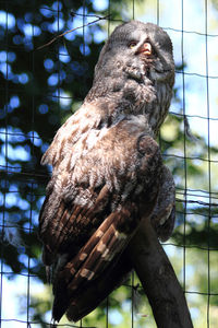 Low angle view of owl perching in cage