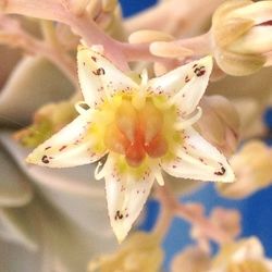 Close-up of white flower