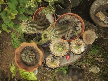 High angle view of succulent plants