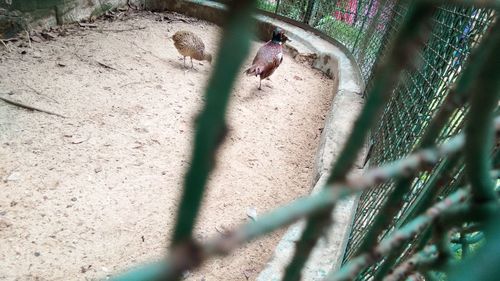 High angle view of lizard on land