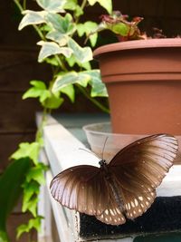 Close-up of butterfly on plant