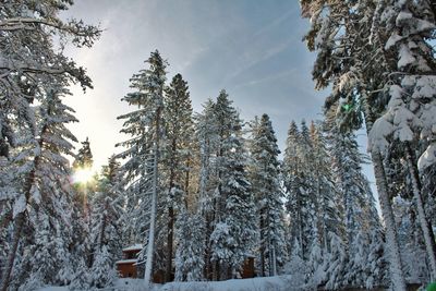 Snow covered pine trees in forest against sky