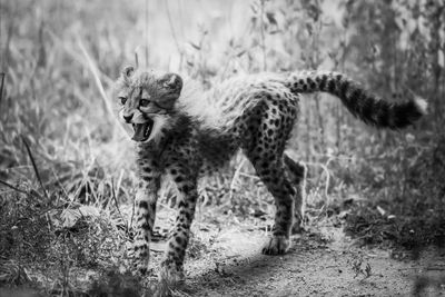 Full length of a cat walking on field