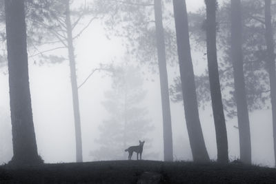 View of a forest