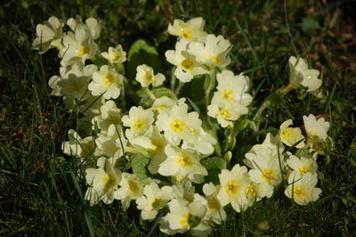 High angle view of white flowers on field