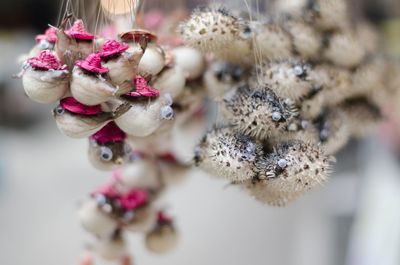 High angle view of flowering plant