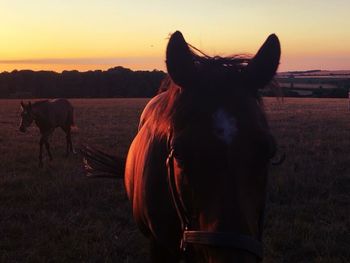 Horse on field during sunset
