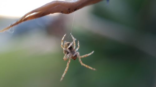 Close-up of insect on hand