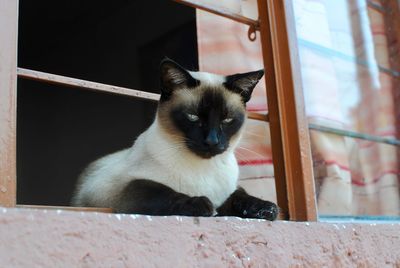 Portrait of cat sitting by window