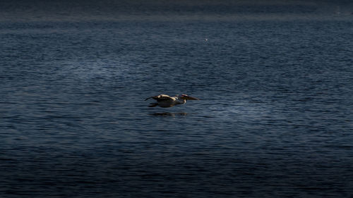 Ducks swimming in lake