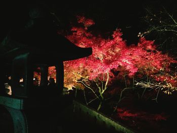 Plant growing in the dark