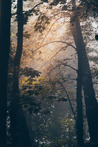 Low angle view of trees in forest