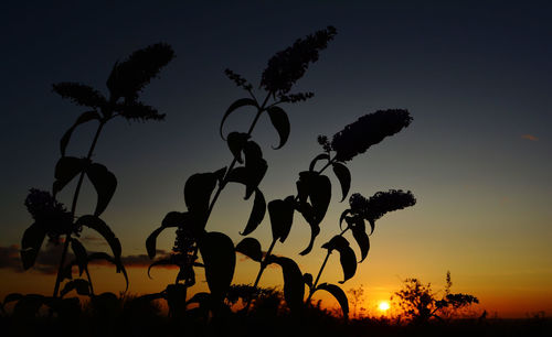 Low angle view of silhouette trees on field against sky at sunset