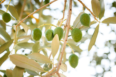 Close-up of olives growing on tree