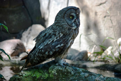 Close-up of bird perching on rock