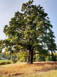 Trees on field against clear sky